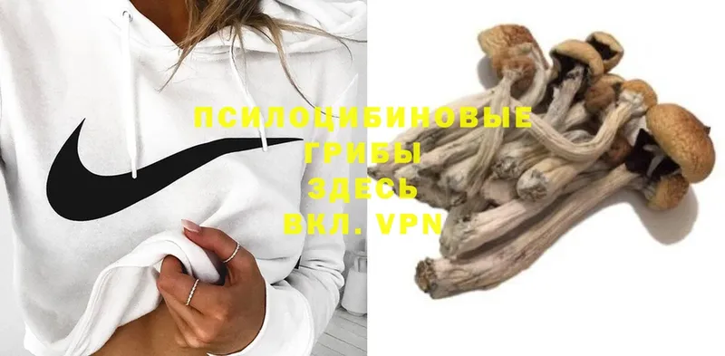 блэк спрут ссылки  наркотики  Осташков  Псилоцибиновые грибы Psilocybine cubensis 